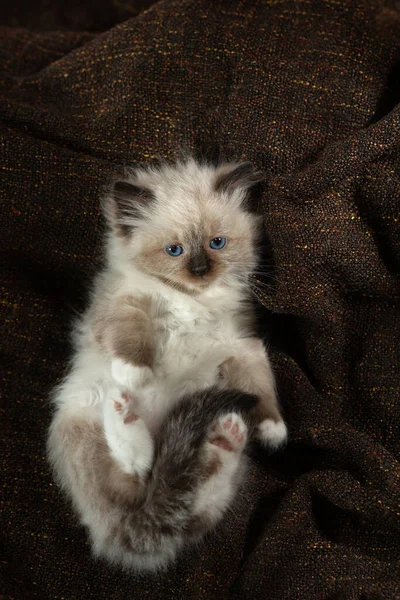 Gatito en marrón en una tela a cuadros. Bicolor trapo muñeca gato —  Fotos de Stock