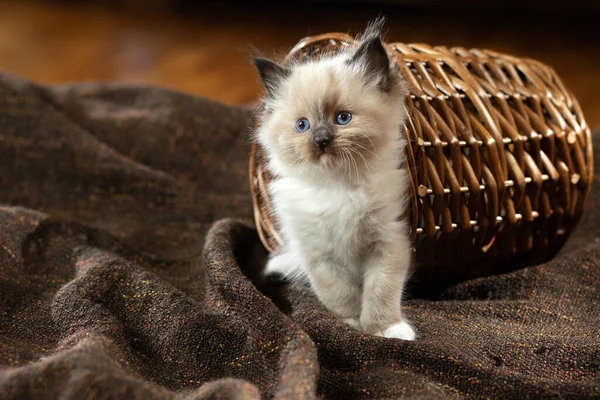 Gatito en marrón en una tela a cuadros. Bicolor trapo muñeca gato — Foto de Stock