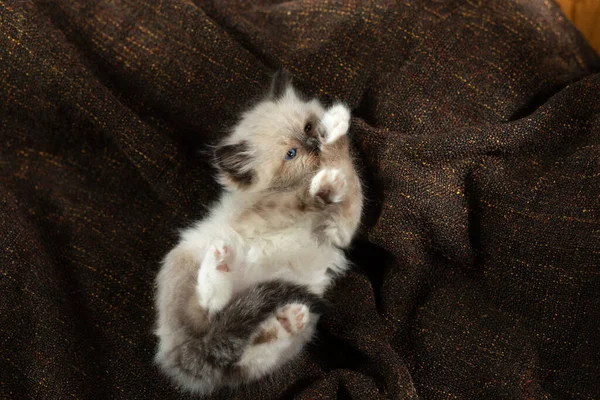 Kitten op bruin in een ruitje. Tweekleurige Rag Doll Cat — Stockfoto