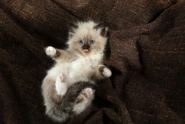 Kitten on brown in a plaid. Bicolor Rag Doll Cat — Stock Photo, Image