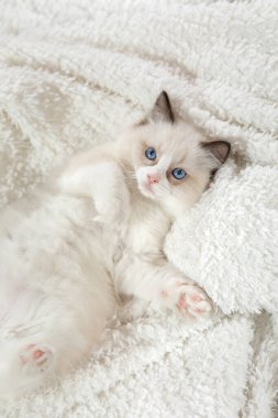 Ekoseli kedi yavrusu. İki Renkli Bez Bebek Kedisi