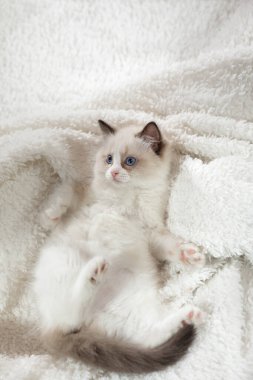 Ekoseli kedi yavrusu. İki Renkli Bez Bebek Kedisi