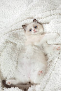 Ekoseli kedi yavrusu. İki Renkli Bez Bebek Kedisi