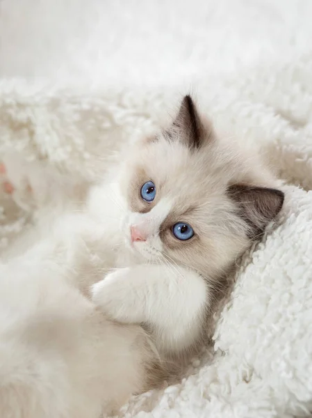 Gatito en marrón en una tela a cuadros. Bicolor trapo muñeca gato — Foto de Stock