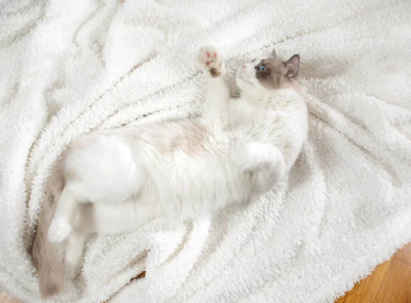 Kitten op bruin in een ruitje. Tweekleurige Rag Doll Cat — Stockfoto