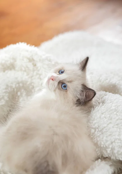 Kätzchen auf braun im Karo. Bicolor Rag Doll Cat — Stockfoto