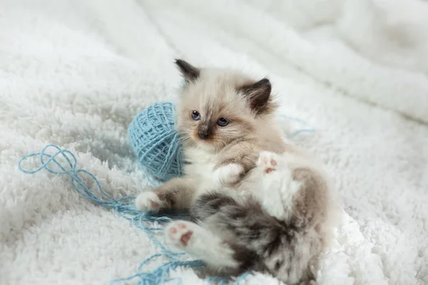 Gatito en marrón en una tela a cuadros. Bicolor trapo muñeca gato — Foto de Stock