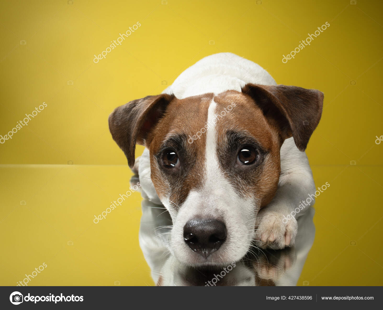 黄色の背景に滑らかなジャック ラッセル テリア 幸せでチャーミングな犬 ストック写真 C Averyanova 黄色の背景に滑らかなジャック ラッセル テリア 幸せでチャーミングな犬 ストック写真 C Averyanova