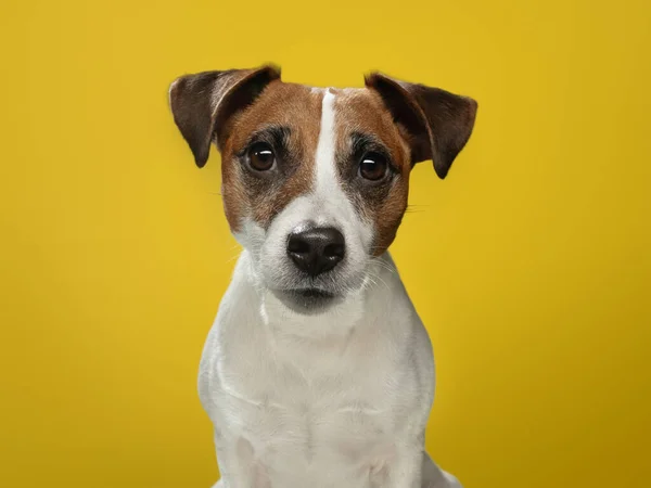 Glatter Jack Russell Terrier auf gelbem Hintergrund. Ein glücklicher und charmanter Hund. — Stockfoto