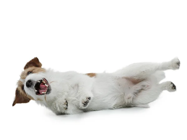 Cão engraçado em um fundo branco sorrindo. Feliz Jack Russell Terrier. — Fotografia de Stock