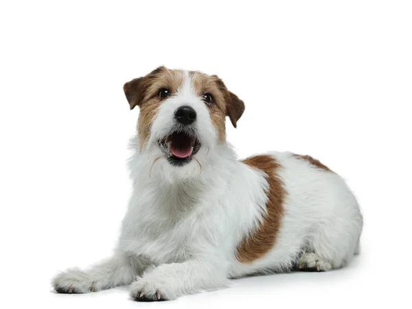 Cão engraçado em um fundo branco sorrindo. Feliz Jack Russell Terrier. — Fotografia de Stock