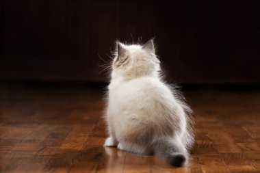 Ekoseli kedi yavrusu. İki Renkli Bez Bebek Kedisi