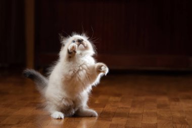 Ekoseli kedi yavrusu. İki Renkli Bez Bebek Kedisi