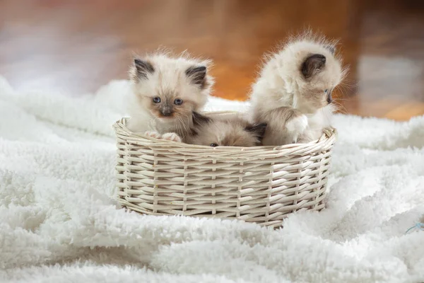 Los gatitos en castaño oscuro en la tela a cuadros. Bicolor trapo muñeca gato —  Fotos de Stock