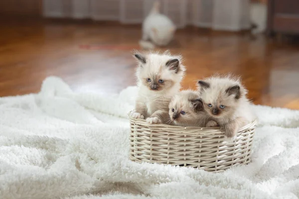 Los gatitos en castaño oscuro en la tela a cuadros. Bicolor trapo muñeca gato —  Fotos de Stock