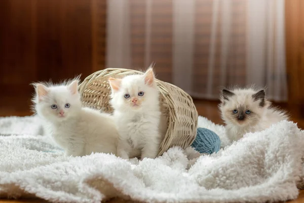 Los gatitos en castaño oscuro en la tela a cuadros. Bicolor trapo muñeca gato — Foto de Stock