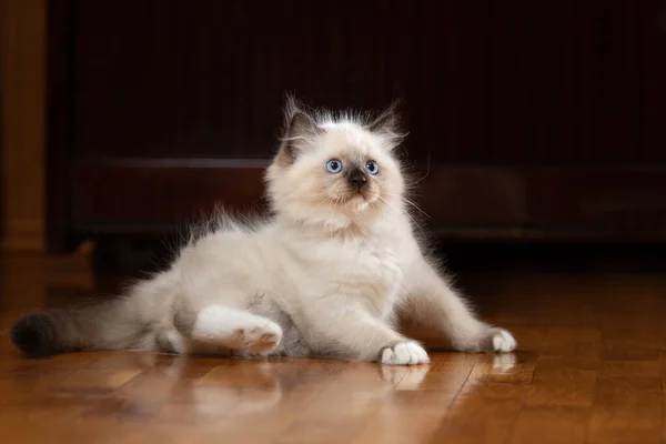एक प्लेड में भूरे रंग पर बिल्ली का बच्चा। बाइकोलर रग गुड़िया बिल्ली — स्टॉक फ़ोटो, इमेज