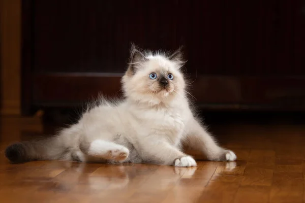 Gatito en marrón en una tela a cuadros. Bicolor trapo muñeca gato — Foto de Stock