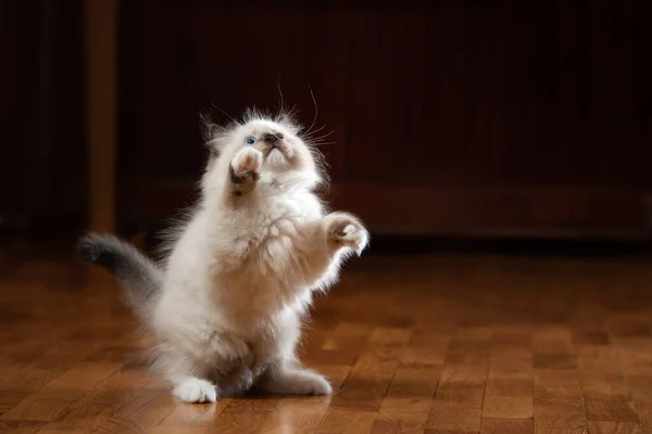 Kätzchen auf braun im Karo. Bicolor Rag Doll Cat — Stockfoto