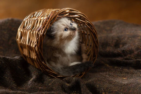 Kitten op bruin in een ruitje. Tweekleurige Rag Doll Cat — Stockfoto