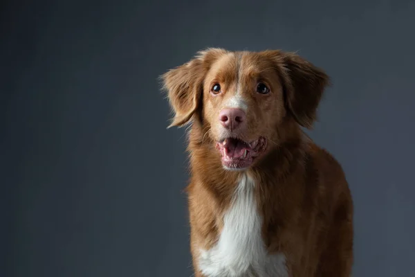 회색 배경에 빨간 개가 그려져 있다. Nova Scotia Duck Tolling Retriever — 스톡 사진