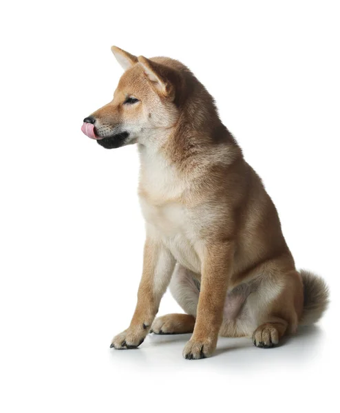 Chiot shiba inu. chien sur fond blanc. Animaux de compagnie en studio — Photo