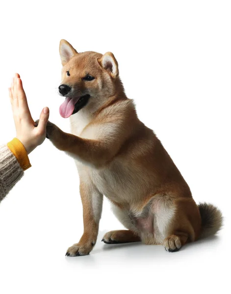 Shiba inu puppy. Beyaz arka planda bir köpek. Stüdyoda evcil hayvan — Stok fotoğraf