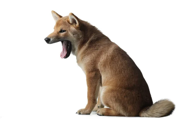 Shiba inu kutyus. kutya fehér háttérrel. Kisállat a stúdióban — Stock Fotó