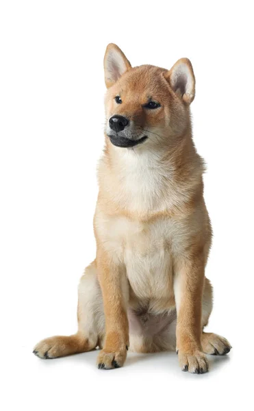 Shiba inu kutyus. kutya fehér háttérrel. Kisállat a stúdióban — Stock Fotó