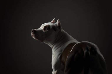 Siyahın üzerindeki köpek. Güzel benekli pitbull teriyeri. Beyaz-kırmızı renk.