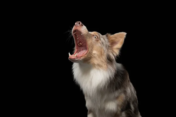 Border collie retrato engraçado. cão em estúdio no fundo preto — Fotografia de Stock