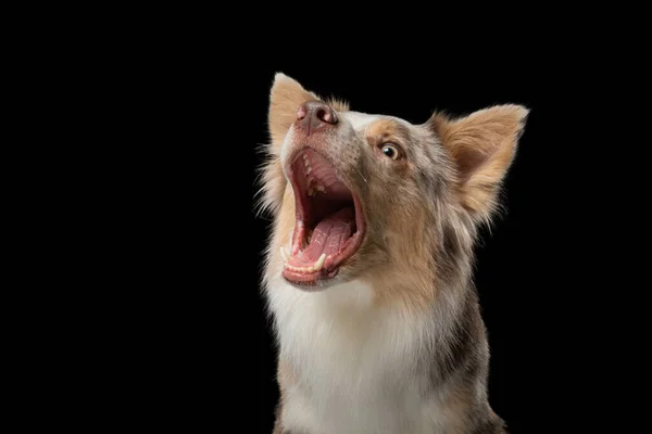 Granica collie zabawny portret. pies w studio na czarnym tle — Zdjęcie stockowe
