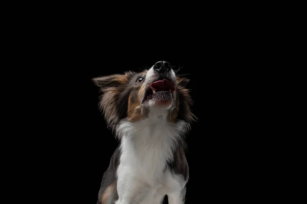 Border collie retrato engraçado. cão em estúdio no fundo preto — Fotografia de Stock