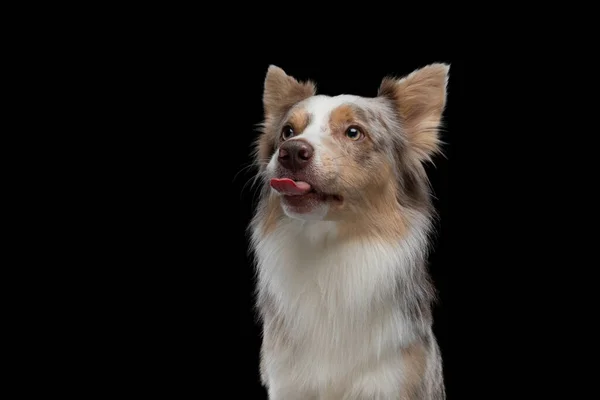 ボーダー・コリー面白いポートレート。黒を背景にしたスタジオでの犬 — ストック写真