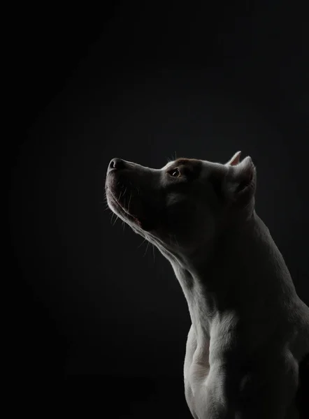 Собака на чорному. Прекрасний плямистий пітбультер'єр. Біло-червоний колір . — стокове фото
