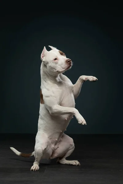 O cão em preto. Um lindo pit bull terrier. Cor branco-vermelho. — Fotografia de Stock