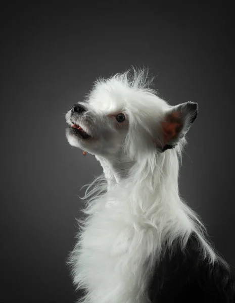 Pies na ciemnym tle. słodkie chiński czubaty szczeniak. — Zdjęcie stockowe