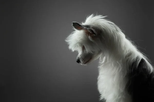 Perro sobre un fondo oscuro. lindo chino cresta cachorro. —  Fotos de Stock