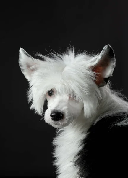 Cane su sfondo scuro. carino cinese cucciolo Crested. — Foto Stock
