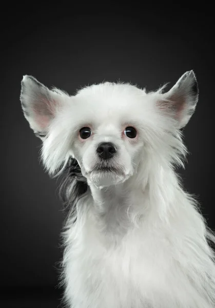 Kutya sötét háttérrel. aranyos kínai Crested kiskutya. — Stock Fotó