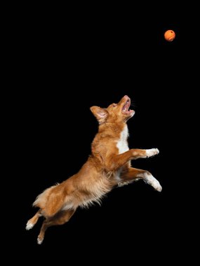 Köpek oyuncak yakalar. Komik ağızlıklı Nova Scotia Duck Tolling Retriever. Geniş açı. Siyah üzerine evcil hayvan