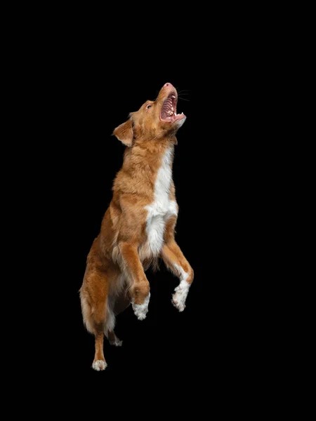 O cão apanha um brinquedo. Bocal engraçado Nova Scotia Duck Tolling Retriever. Ângulo largo. Pet em preto — Fotografia de Stock