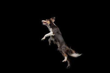 Köpek atlayışı. Stüdyoda siyah bir arka planda evcil hayvan..