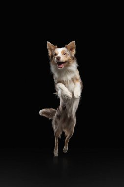 Köpek atlayışı. Stüdyoda siyah bir arka planda evcil hayvan..