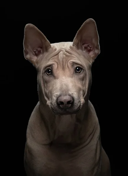 黒の背景に犬。スタジオでタイのリッジバック — ストック写真