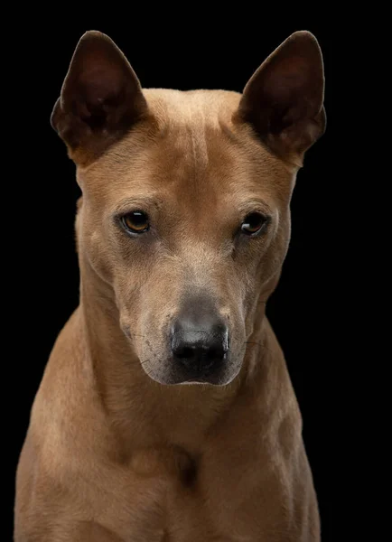 Pies na czarnym tle. Tajski ridgeback w studio — Zdjęcie stockowe