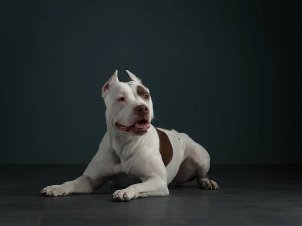 Portrait d'un chien sur fond sombre. Un pit-bull terrier américain. Bel animal de compagnie sur noir — Photo