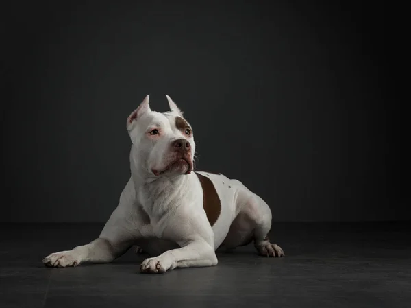 Portrait of a dog on a dark background. American pit bull terrier. Beautiful pet on black — Stock Photo, Image