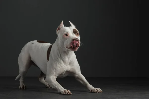 Potret anjing di latar belakang yang gelap. Anjing pit bull terrier Amerika. Indah hewan peliharaan di hitam — Stok Foto