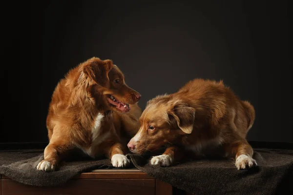 Dos perros de la misma raza juntos. Nova Scotia recuperador divertido. Emociones, relaciones, juego — Foto de Stock